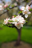 Malus domestica 'Howgate Wonder' - Apple blossom