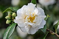 Camellia E.T.R. Carlyon 