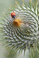 Onopordum acanthium - Scotch Thistle with Coccinella septempunctata - Seven-spot Ladybird 