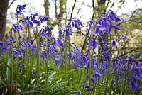 Hyacinthoides non-scripta in Priors Wood, Somerset
