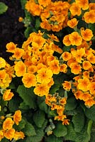 Primula vulgaris 'Salome Orange Sun'