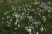 Crocus vernus subsp albiflorus flowering through lawn