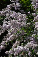 Syringa protolaciniata - lilac shrub in flower