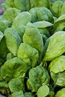Spinacia oleracea - Spinach 'Palco' F1 Hybrid
