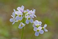 Cardamine pratensis - cuckoo flower or ladies smock