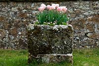 Tulips in stone container - Parham House, Sussex