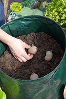 Woman planting potatoes, Solanum tuberosum 'Linda' in grow-bags
 