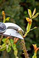 Incorrect way to prune roses