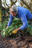 Removing dead and decaying artichoke leaves, this helps to avert potential disease problems.
