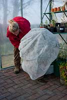 Insulating tender plants in the greenhouse with fleece over the winter period