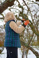 Removing the suckers and water shoots. These grow quickly and can cause problems in the future if left unchecked