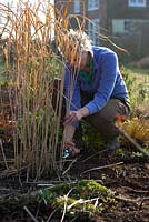 Woman cutting back perennial grasses in winter 