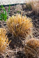 Ornamental grasses after pruning to make room for new growth