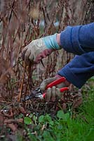 Aster novac-angliae - New England Aster - Winter structure, being cut back.