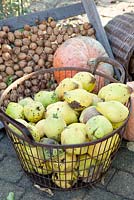 Cydonia oblonga - Basket of harvested quinces, walnuts and pumpkin behind