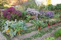 Vegetable garden with Beta vulgaris, Fragaria, Cucurbita pepo, Phaseolus vulgaris, Daucus carota, Aster 'Le Vasterival' and Aster 'Ruby Treasure'
 