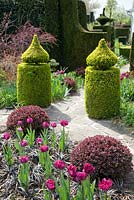 Formal garden with Tulipa 'Blue Diamond', Buxus, Berberis thunbergii 'Atropurpurea Nana' and Ophiopogon nigrescens