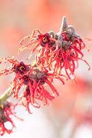 Hamamelis intermedia 'Rubin'