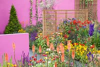 Modern garden with screens. Planting includes Coreopsis 'Early Sunrise', Delphinium 'King Arthur', Crocosmia 'Lucifer', Zinnia elegans 'Dreamland', Clematis durandii and Lychnis coronaria
