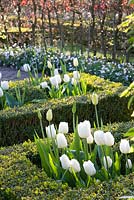 Tulipa 'White Triumphator'