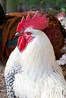 Rooster in garden