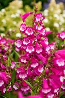 Penstemon 'George Home' - RHS Garden Wisley, Woking, Surrey, UK