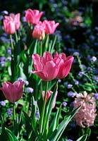 Tulipa 'Eastertime' with Myosotis