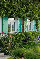 Wall trained fruit trees, Pyrus domestica and Parthenocissus frame the windows of the house, planting includes Iris 'Night Owl' and 'Paradise', Rosa and Lavandula - Hollberg Gardens 