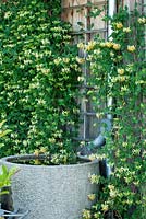 A granite watering station with gutter pipe next to wooden wall with climbing Lonicera periclymenum 'Thomas Graham' - Hollberg Gardens 