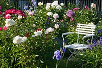 White painted garden chair in a border with Iris, Aquilegia, Myosotis and Paeonia