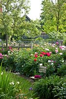 White wooden garden chair in front of flowering peony borders. Paeonia 'Ludovica', 'Postillon' and Cornus kousa
