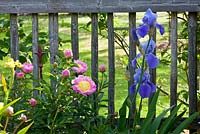 Peony and bearded iris next to wooden fence