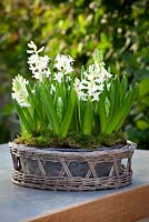 Hyacinths forced in a shallow container placed within a woven basket