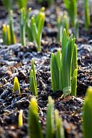 Emerging Narcissus shoots pushing through the frosty ground