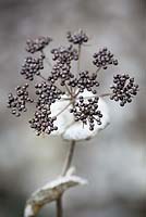 Smyrnium seedheads