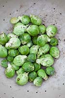 Brussel Sprout 'Brigitte' in a colander