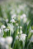 Leucojum aestivum 'Gravetye Giant' - Summer snowflake