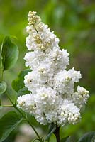 Syringa vulgaris 'Madame Lemoine' AGM - Lilac