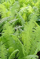 Matteucia struthiopteris and Saifraga sp. in May 