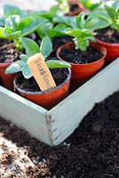 Pots of broad bean seedlings in wooden seed tray, March