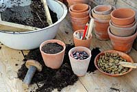 Potting bench with terracotta flowerpots, soil tamper, sieve, broad beans and runner beans 
