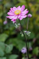 Anemone hupehensis var. japonica 'Pamina'