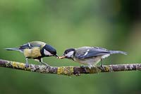 Parus major - Great tit feeding a juvenile great tit mealworms