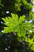 Carica papaya tree leaf