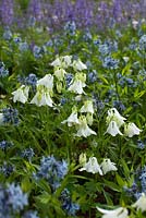 Aquilegia vulgaris 'Munstead White', Amsonia tabernaemontana var. salicifolia and Nepeta