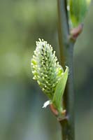 Salix cinerea X hibernica