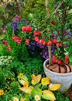 Late summer bed with Malus 'Elstar' with Island Series Michaelmas daisies, Penstemon 'Juicy Grape' and 'Sweet Cherry', Hostas, Astrantia and Coreopsis