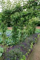 Apple arches underplanted with lavender and lettuce with cabbage and cauliflowers behind, walled kitchen garden, Tatton Park