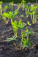 Lupinus - Young lupins planted out in spring