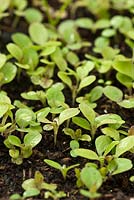 Lactuca sativa - Lettuce seedlings germinating in June